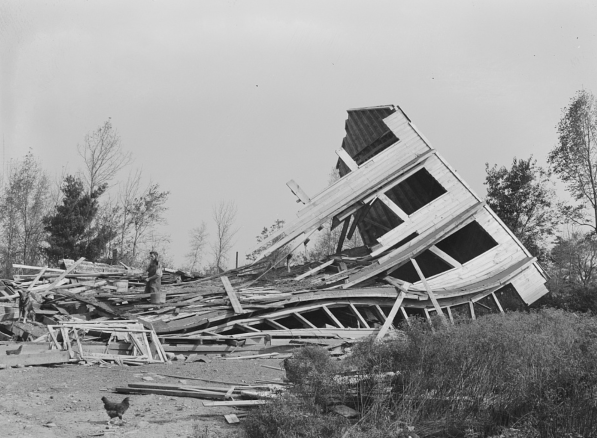 Image of a chicken and a man standing near the rubble of a chicken barn after the Hurricane of 1938