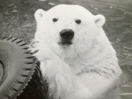 Major the polar bear plays in the pool with a large tire